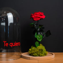 Cargar imagen en el visor de la galería, CÚPULA ROSA ETERNA BIG LED