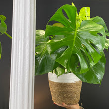 Cargar imagen en el visor de la galería, MONSTERA