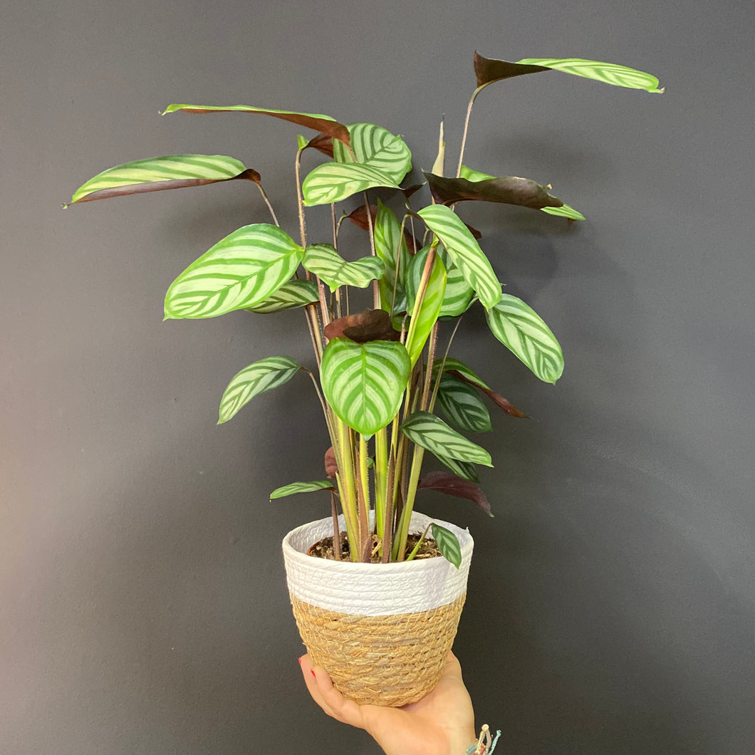 CALATHEA
