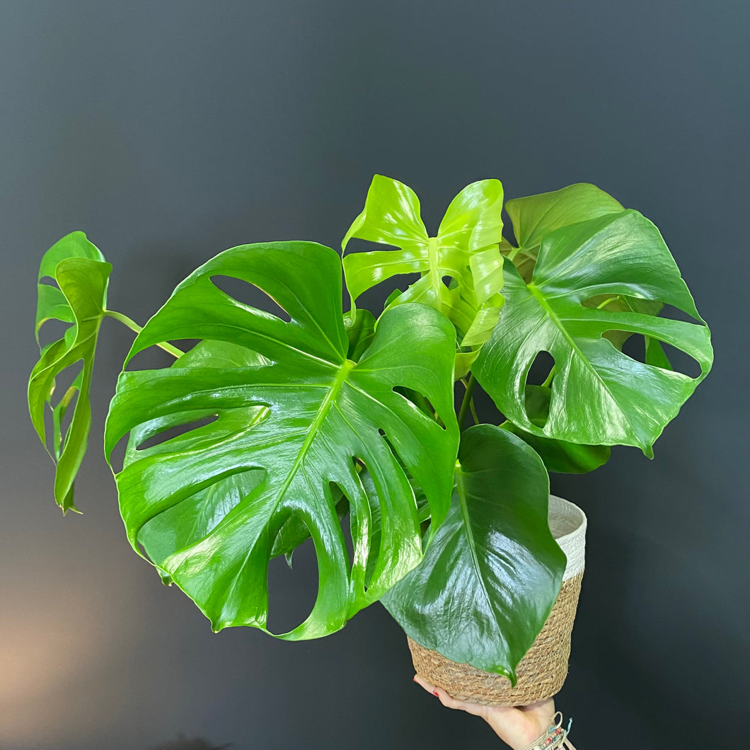 MONSTERA