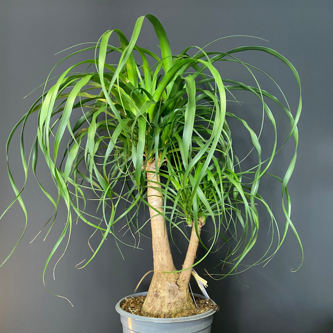 BEUCARNEA